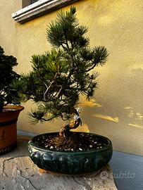 Pino Bianco Pentaphylla Bonsai