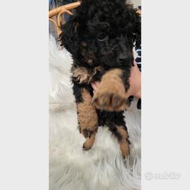 Cucciolo di Barboncino Toy