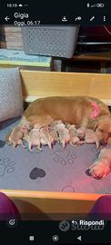 Cuccioli Golden Retriever linea americana