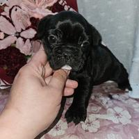 Bulldog Francese taglia mini