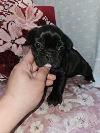 Bulldog Francese taglia mini