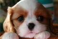 Cucciola di cavalier king blenheim con pedigree