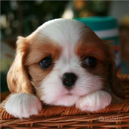 Cucciola di cavalier king blenheim con pedigree
