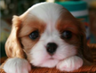 Cucciola di cavalier king blenheim con pedigree