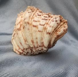 Bella conchiglia "Hippopus"