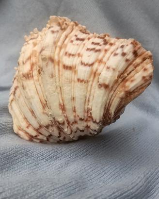Bella conchiglia "Hippopus"
