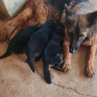 Cuccioli di pastore tedesco