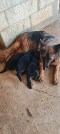 Cuccioli di pastore tedesco