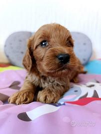 Cockapoo