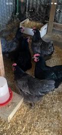 Australorp
