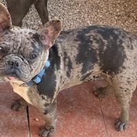Bulldog francese