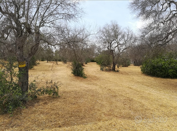 Terreno agricolo/uliveto