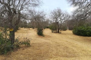 Terreno agricolo/uliveto