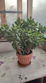 Pianta Crassula