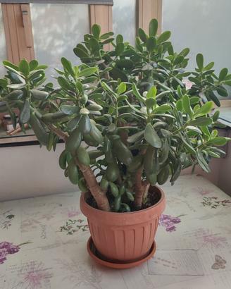 Pianta Crassula