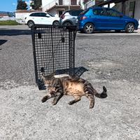 Si è smarrito il mio gatto