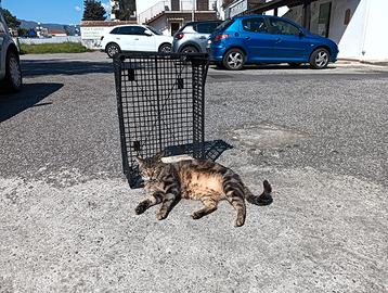 Si è smarrito il mio gatto