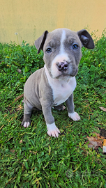 Cuccioli Amstaff
