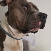 Amstaff disponibile per monta