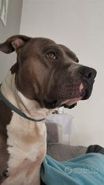 Amstaff disponibile per monta