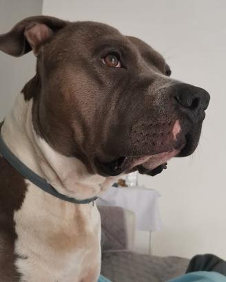 Amstaff disponibile per monta