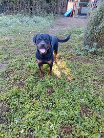 Cucciolone di rottweiler maschio