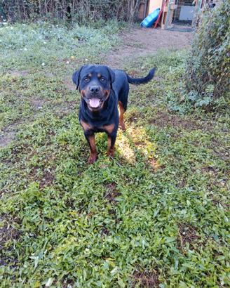 Cucciolone di rottweiler maschio
