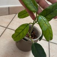 Hoya globulosa rara, talea radicata