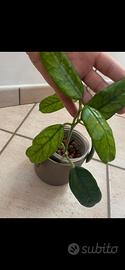 Hoya globulosa rara, talea radicata