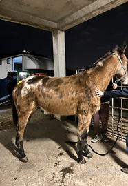 Mulo