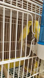 Canarini dal colore giallo coppia