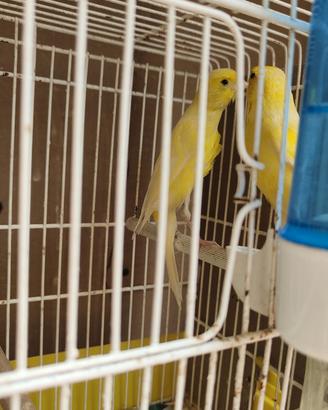 Canarini dal colore giallo coppia