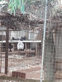 Pavoni giovani 6 mesi