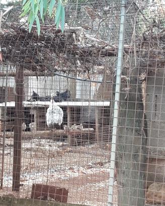 Pavoni giovani 6 mesi