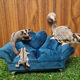 Coppia petauri dello zucchero riproduttiva