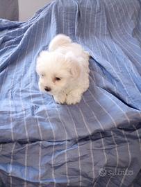 Maltese cucciola di 40 giorni