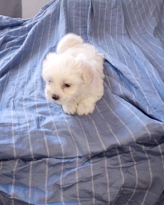 Maltese cucciola di 40 giorni