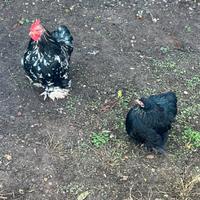 Cocincina nana coppia