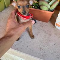 Cuccioli di Pinscher colore rosso cervo