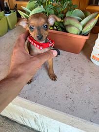 Cuccioli di Pinscher colore rosso cervo