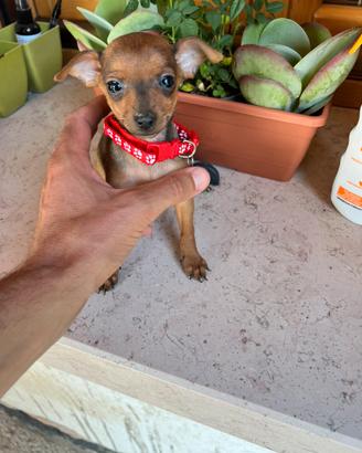 Cuccioli di Pinscher colore rosso cervo
