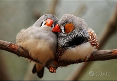 Diamantini Mandarino Bengalini sani e selezionati