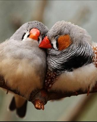 Diamantini Mandarino Bengalini sani e selezionati