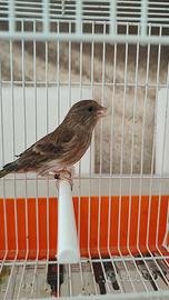 Incardellate femmine