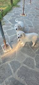 cucciolo di maremmano