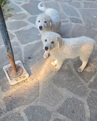 cucciolo di maremmano