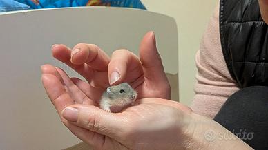 Criceti russi | Adulti, piccoli, appena nati