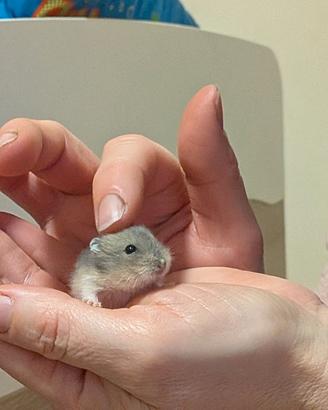 Criceti russi | Adulti, piccoli, appena nati