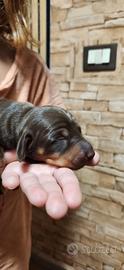 Bassottini nani isabella e cioccolatina