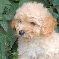 Anallergici e PET terapy